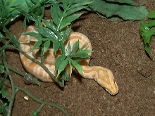 Kitara