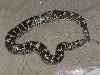 Suiki  the Sand Boa