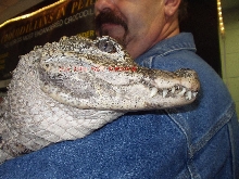 Crocodilian in peril