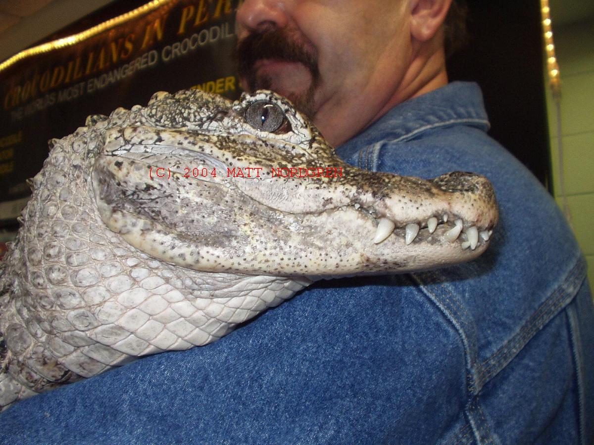Crocodilian in peril