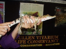 Philippine Crocodile