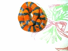 TANGERINE HONDURAN