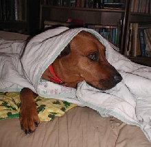 Snug as a bug in a rug