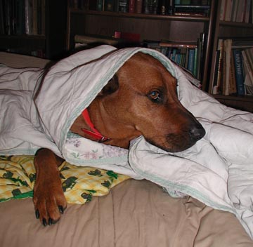 Snug as a bug in a rug