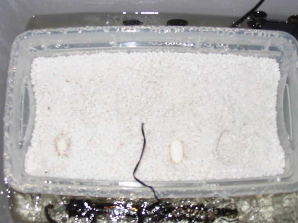 hypo tang