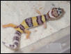 HYPO BABY