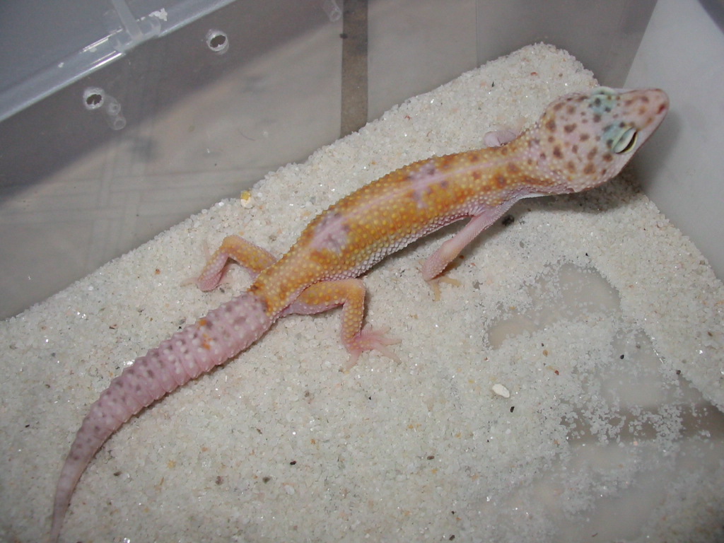 HYPO PASTEL