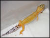 HYPO TANGERINE STRIPED