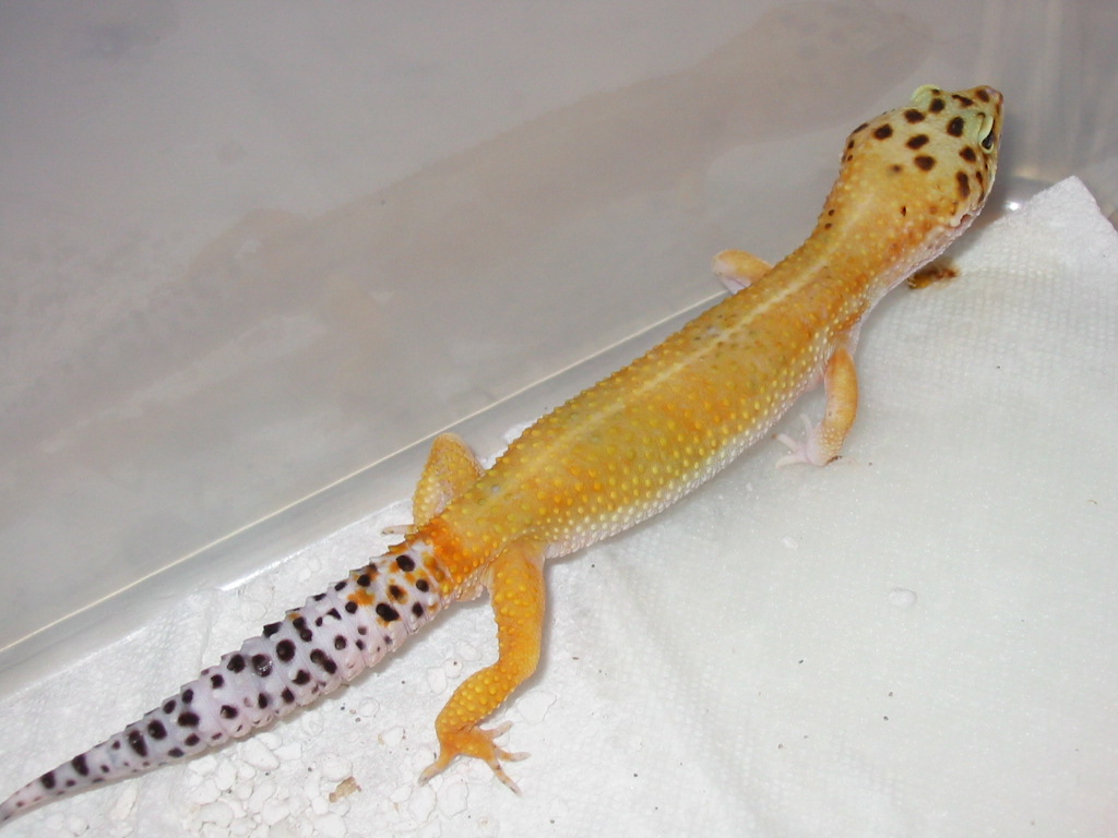 HYPO TANGERINE STRIPED