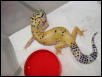 HYPO HI-YELLOW FEMALE