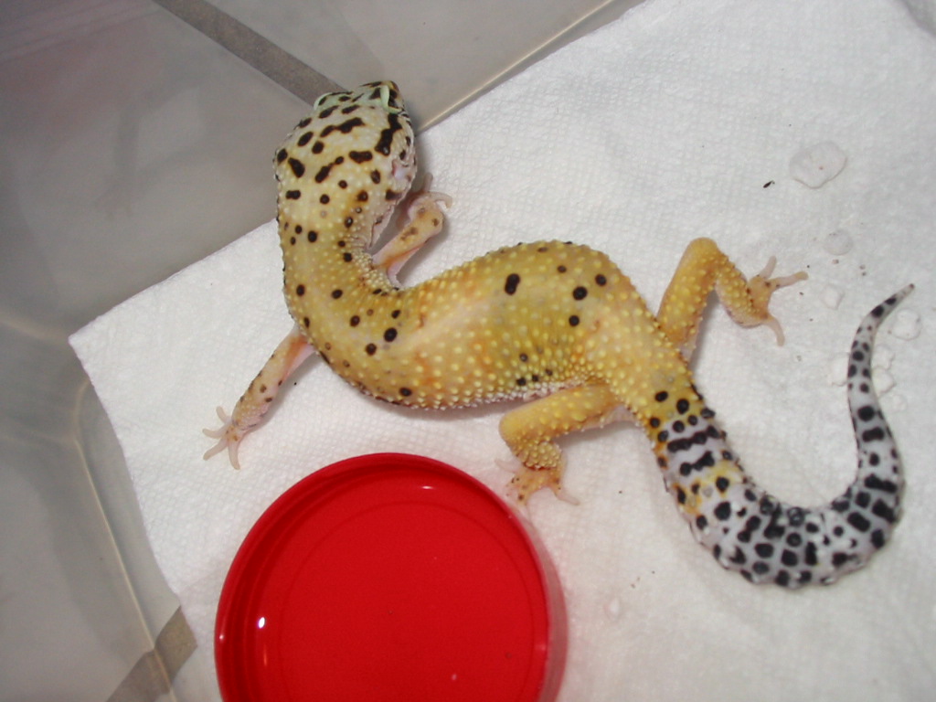 HYPO HI-YELLOW FEMALE