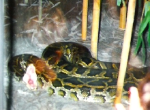 hungry or tired hum!