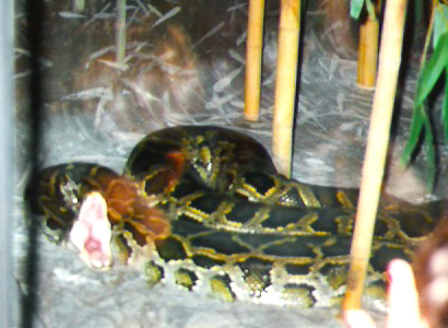 hungry or tired hum!
