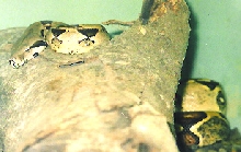 surinam redtail