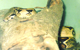 surinam redtail