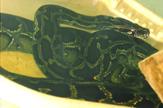 hiding go seek