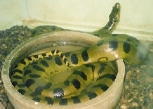 bertha