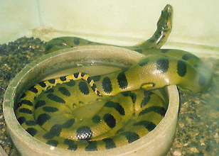 bertha