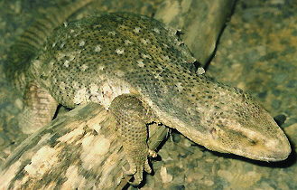 my savannah monitor