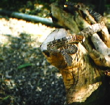 Hispaniolan boa