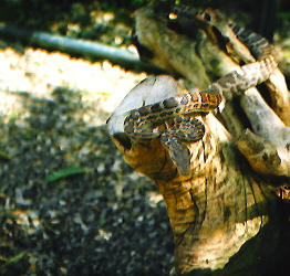 Hispaniolan boa