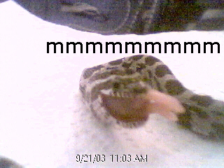 my hungary corn