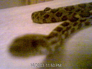 curious