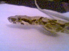 boa
