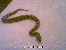 boa