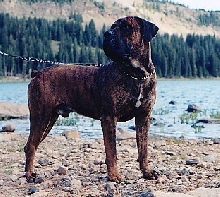 Dopper Yster