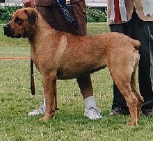 Int'l AM/Can CH Fallon Angel of Arcadyan CGC