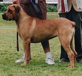 Int'l AM/Can CH Fallon Angel of Arcadyan CGC