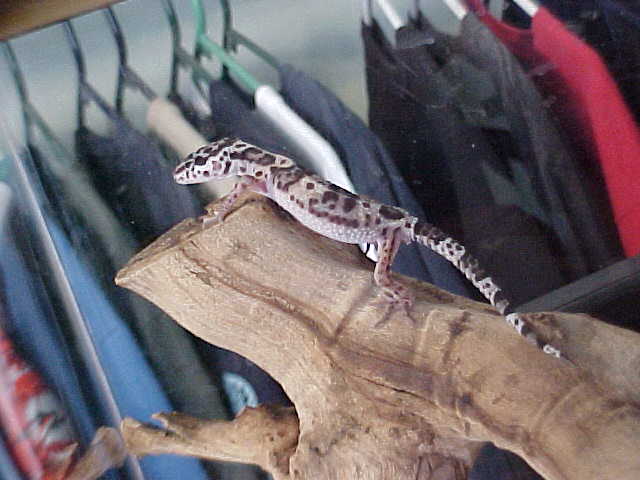 This is Gordon