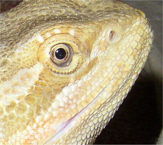 pinky's eyecolour