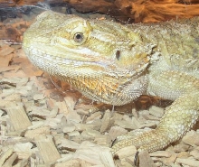 brain