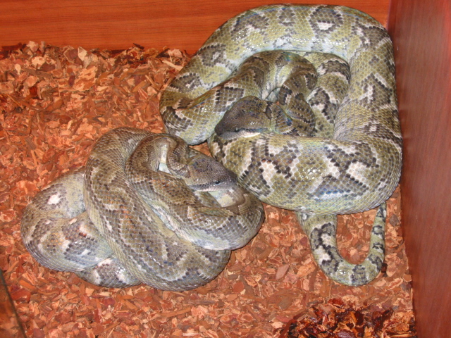 sanzinia