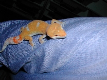 tangerine albino