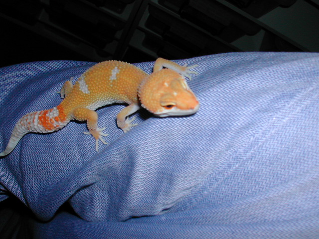 tangerine albino