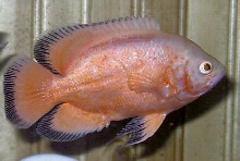 Lutino Oscar