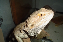 telamon