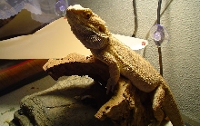 telamon full-size