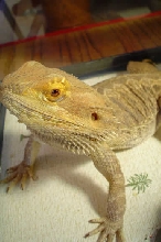 telamon in mid-shed