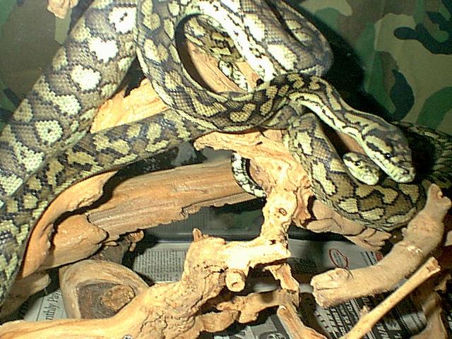 1.1 Carpet Pythons
