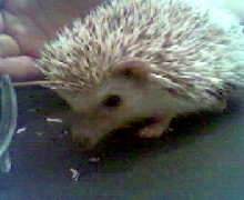 My piggy