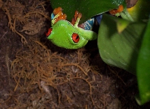 my red eyes hanging out