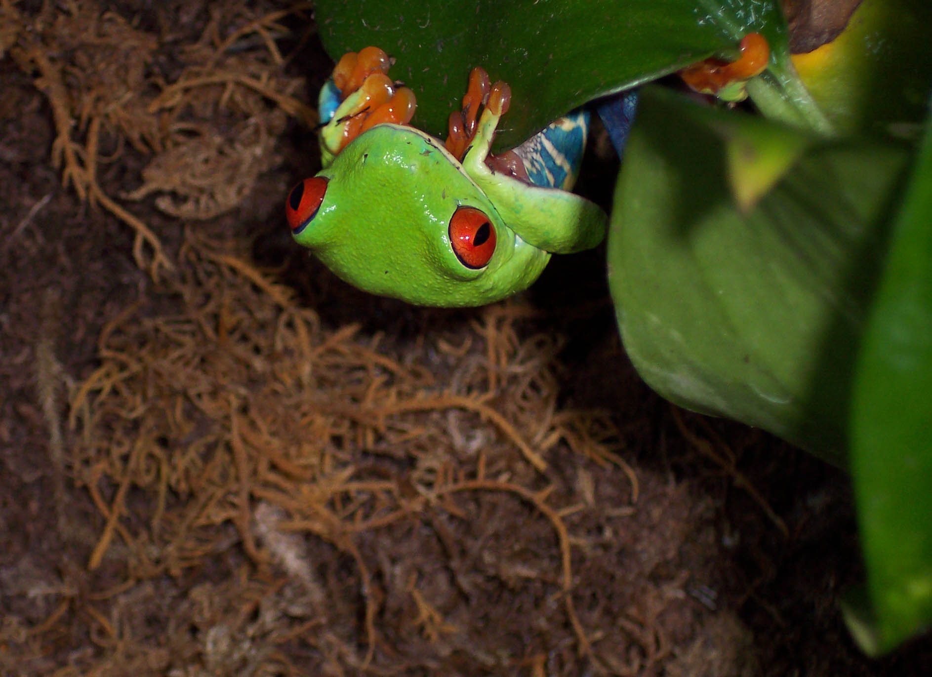my red eyes hanging out