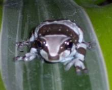 milk frog