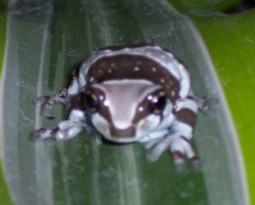 milk frog