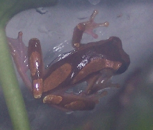 my clown frog