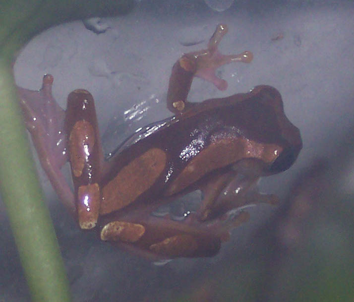 my clown frog